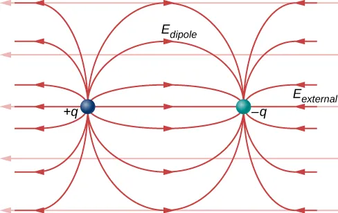 Un dipolo, formado por una carga negativa a la izquierda y una carga positiva a la derecha, se encuentra en un campo eléctrico uniforme que apunta a la derecha. El momento dipolar, p, apunta a la derecha. Las líneas de campo del campo eléctrico neto son la suma del campo del dipolo y el campo externo uniforme, horizontal lejos del dipolo y similar al campo del dipolo cerca del dipolo.