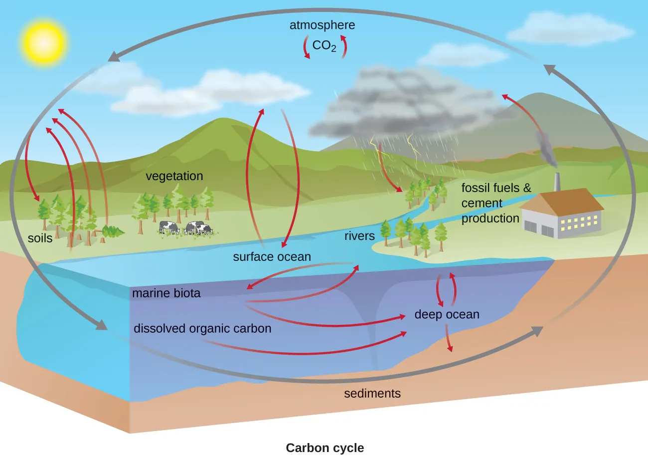 The carbon cycle. CO2 from the atmosphere moves into plants, soils, surface ocean, and rivers. From plants, the carbon moves back to the air. From the water, the carbon moves to marine biota, the deep ocean, and sediments. Carbon also moves back to the air from fossil fuel and cement production.