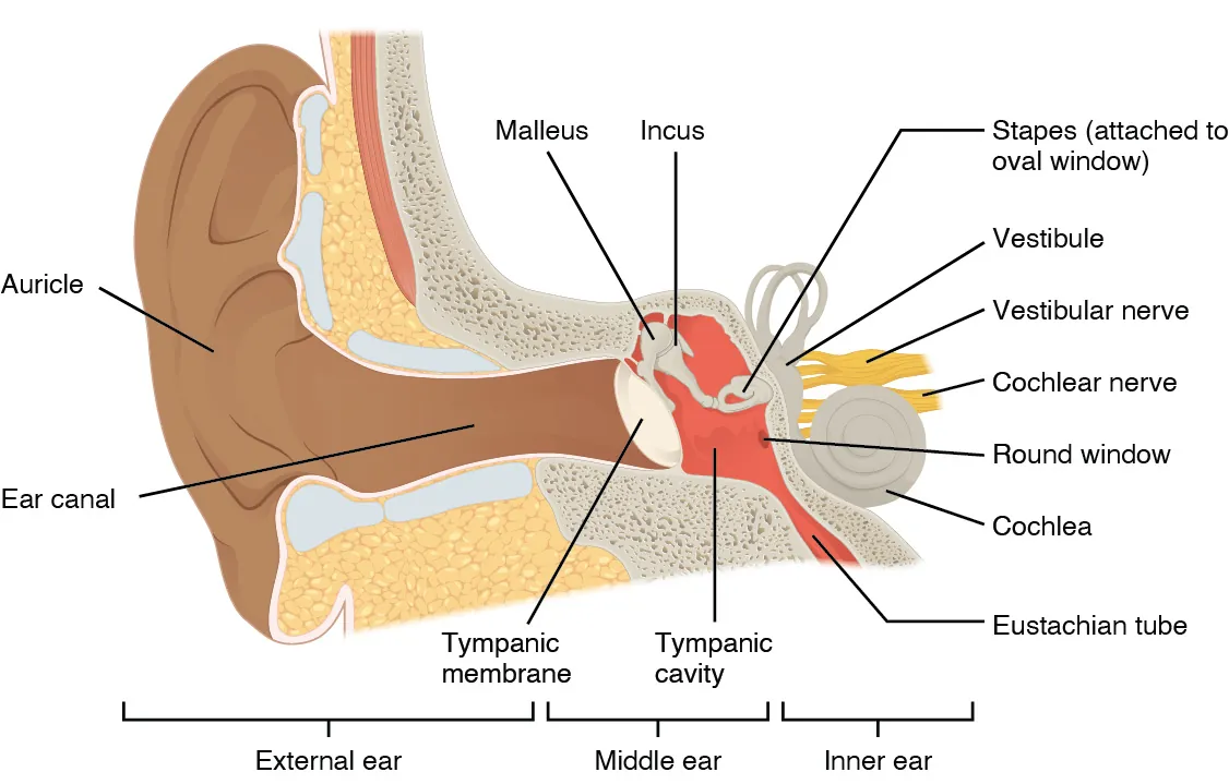 The illustration shows the parts of the human ear. The visible part of the exterior ear is called the auricle. The ear canal extends inward from the auricle to a circular membrane called the tympanum. On the other side of the tympanum is the Eustachian tube. Inside the Eustachian tube the malleus, which touches the inside of the tympanum, is attached to the incus, which is in turn attached to the horseshoe-shaped stapes. The stapes is attached to the round window, a membrane in the snail shell-shaped cochlea. Another window, called the round window, is located in the wide part of the cochlea. Ring-like semicircular canals extend from the cochlea. The cochlear nerve and vestibular nerve both connect to the cochlea.