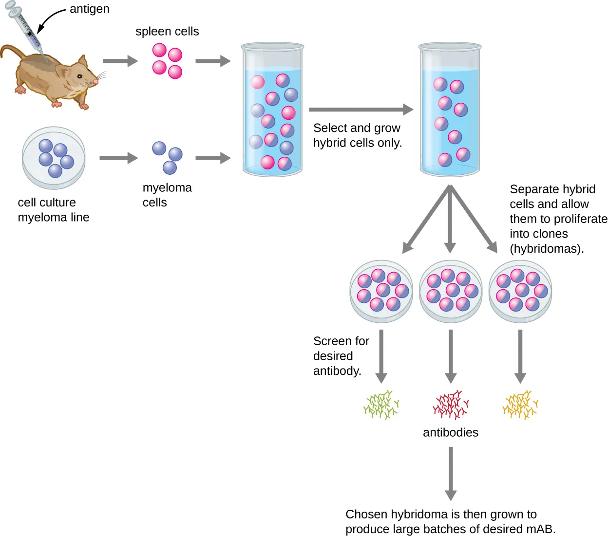 Diagram showing production of monoclonal antibodies. Antigen is injected into an animal (such as a mouse) Spleen cells are extracted. Myeloma line cells from a cell culture are added to the spleen cells in a test tube. Then, hybrid cells are selected and grown. Hybrid cells are separated and allowed to proliferate into clones (hybridomas). Each hybrid produces a different antibody and the desired antibody is selected. This hybridoma is then grown to produce large batches of desired mAB.