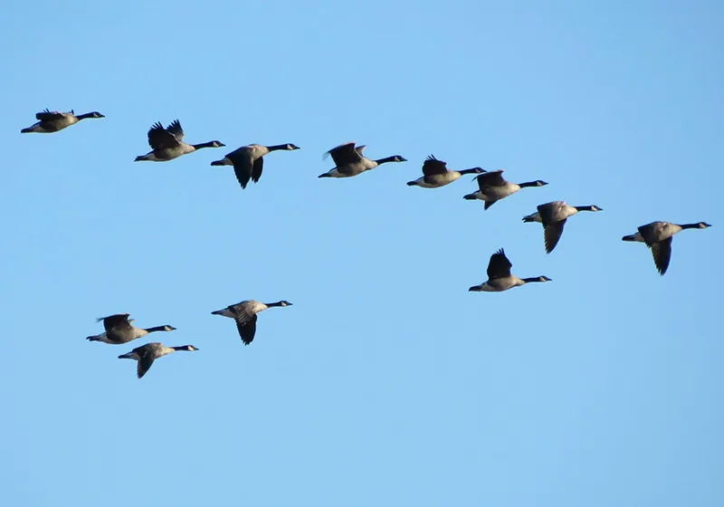 Twelve Canadian Geese flying in a v-formation in a clear sky.