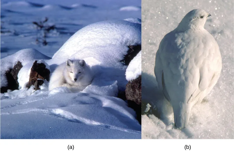 The left photo depicts an arctic fox with white fur sleeping on white snow, and the right photo shows a ptarmigan bird with white plumage standing on white snow.