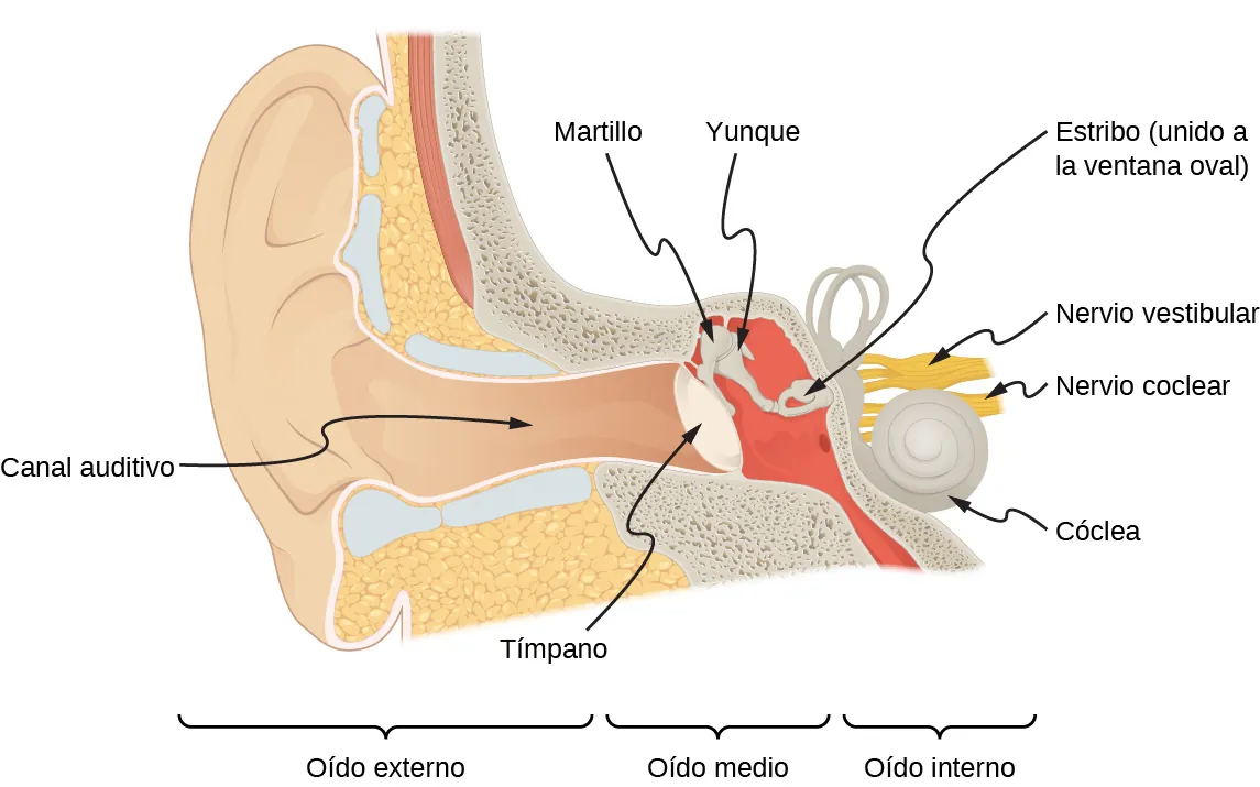 La imagen es el dibujo de un oído. Muestra el canal auditivo que termina con el tímpano. El martillo conectado al yunque está en contacto con el tímpano. Detrás del tímpano está el martillo y el yunque. El yunque está conectado al estribo que está unido a la ventana oval. La cóclea, el nervio coclear y el nervio vestibular están en contacto con el estribo.