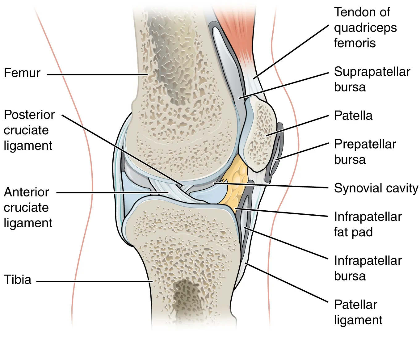 This diagram shows the location of the bursae which are fluid filled sacs in a bone joint. The major parts of the joint are labeled.
