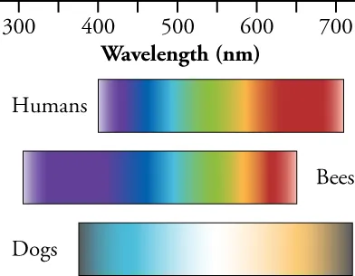 This figure shows three parallel, horizontal bands of colors, labeled “Humans”, “Bees”, and “Dogs”. Each band starts with the blue color on the left and ends with the red color on the right. Above the bands is a horizontal line calibrated with numbers ranging from 300 on the left to 700 on the right, and the line is labeled as “Wavelength”, followed by the letters n m in parentheses.