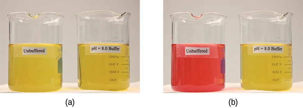 Two images are shown. Image a on the left shows two beakers that each contain yellow solutions. The beaker on the left is labeled “Unbuffered” and the beaker on the right is labeled “p H equals 8.0 buffer.” Image b similarly shows 2 beakers. The beaker on the left contains a bright orange solution and is labeled “Unbuffered.” The beaker on the right is labeled “p H equals 8.0 buffer.”