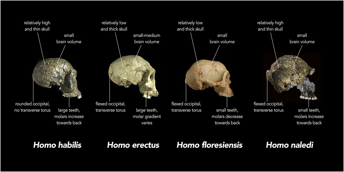 Four different skulls, Homo habilis, Homo erectus, Homo floresiensis, and Homo naledi. Homo habilis is labelled with the following features: relatively high and thin skull; small brain volume; rounded occipital, no transverse torus; and large teeth, molars increase towards back. Homo erectus is labelled with the following features: relatively low and thick skull; small-medium brain volume; flexed occipital, transverse torus; large teeth, molar gradient varies. Homo floresiensis is labelled with the following features: relatively low and thick skull; small brain volume; flexed occipital, transverse torus; small teeth, molars decrease towards back. Homo naledi is labelled with the following features: relatively high and thin skull, small brain volume; flexed occipital, transverse torus; small teeth, molars increase towards back.