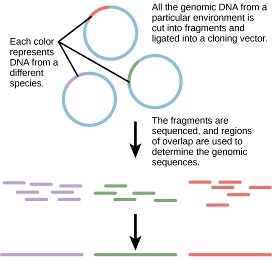 The diagram shows 3 individual rings representing DNA, with a small portion of each in a contrasting color. The small portions represent DNA from a different species.  The 3 rings have the caption “All of the genomic DNA from a particular environment is cut into fragments and ligated into a cloning vector. The fragments are sequenced, and regions of overlap are used to determine the genomic sequences.” Below the rings are many pieces of the contrasting color portions only, with an arrow pointing to solid longer lines of the 3 colors.