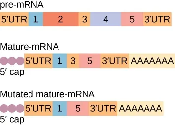 Figure showing pre-mRNA containing a 5'UTR, segments 1 through 5, and a 3'UTR. Below, mature mRNA showing a 5' cap, 5'UTR, segments 1, 3, and 5, a 3'UTR, and a poly-A tail. Third, a mutated mature mRNA showing a 5' cap, a 5'UTR, segments 1 and 5, a 3'UTR, and a poly-A tail.