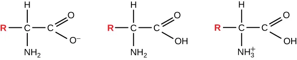 The figure shows three successive amino acids. The amino acid on the right shows a H atom bound to a C atom bound to an N H 2 compound. The carbon atom is bound to another C atom that is bounded with two lines to an O atom and bounded to an O minus. The amino acid in the center  shows a H atom bound to a C atom bound to an N H 2 compound. The C atom is bound to another C atom that is bounded with two lines to an O atom and bounded to a O H. The amino acid on the right shows a H atom bound to a C atom bound to an N H 3 plus compound. The C atom is bound to another C atom that is bounded with two lines to an O atom and bounded to a O H molecule.