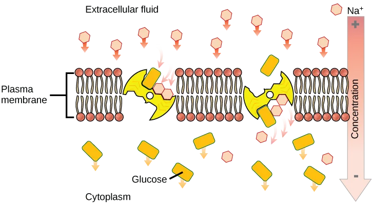 This illustration shows a membrane bilayer with two integral membrane proteins embedded in it. The first, a sodium-potassium pump, uses energy from ATP hydrolysis to pump three sodium ions out of the cell for every two potassium ions it pumps into the cell. The result is a high concentration of sodium outside the cell and a high concentration of potassium inside the cell. There is also a high concentration of amino acids outside the cell, and a low concentration inside. A sodium-amino acid co-transporter simultaneously transports sodium and the amino acid into the cell.