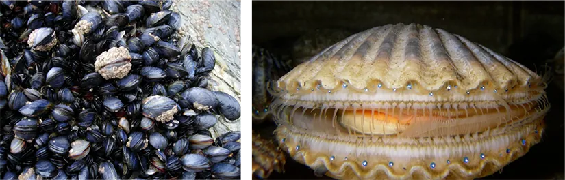 The photo shows black and gray mussels clustered together. Image b is a scallop, with its eyespots clearly noticable along the edge of its mantle.