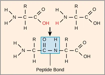 The formation of a peptide bond between two amino acids is shown. When the peptide bond forms, the carbon from the carbonyl group becomes attached to the nitrogen from the amino group. The OH from the carboxyl group and an H from the amino group form a molecule of water.