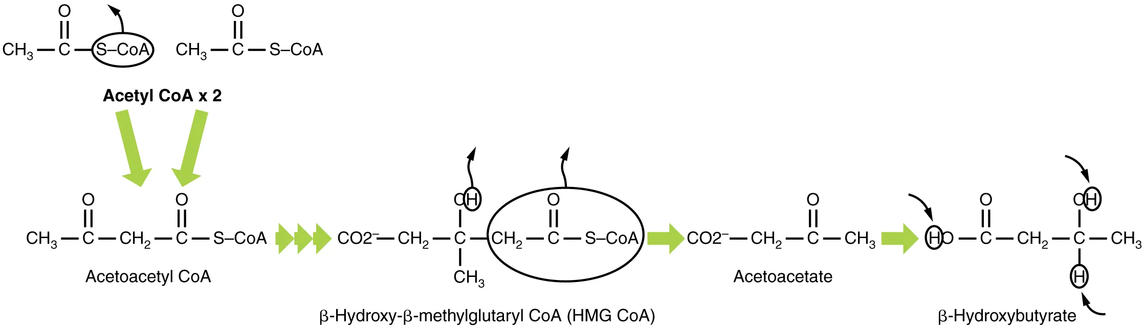 This pathway shows the production of beta-hydroxybutyrate from acetyl-CoA.