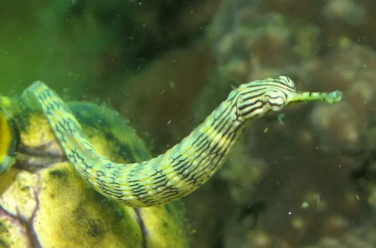 Photo (b) shows a pipefish, which is green and tubular with a long snout.
