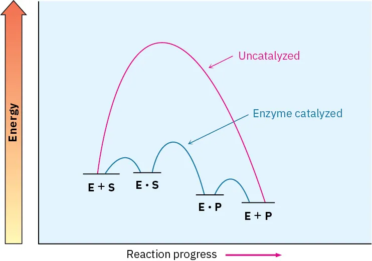 26.10 Enzymes and Coenzymes - Organic Chemistry | OpenStax