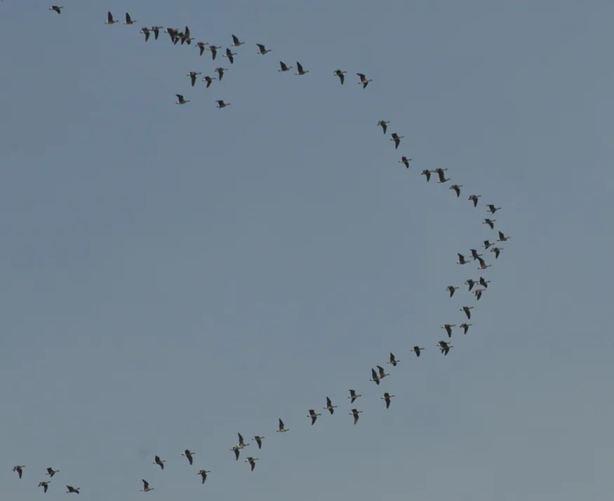 Geese flying across the sky in a V formation.