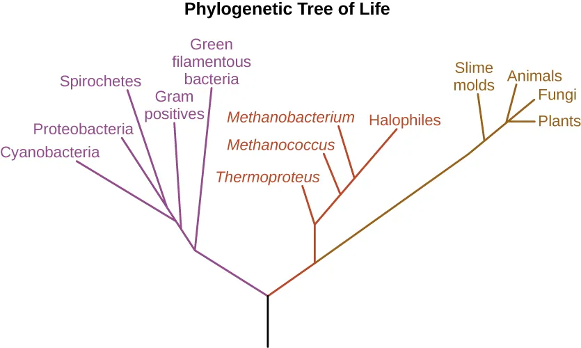 The phylogenetic Tree of Life. A drawing of branching lines. The central line at the bottom branches into two main branches. On the left branch is a purple branch that contains the following sub-branches: Green filamentous bacteria, Gram positives, Cyanobacteria, Proteobacteria, and Spirocheres. The branch to the right subdivides into a red and a brown branch. The brown branch contains the following sub-branches: Smile molds, Plants, Fungi and Animals. The red branch contains the following sub-branches: Thermoproteus, Methanococcus, Methanobacterium, and Halophiles.