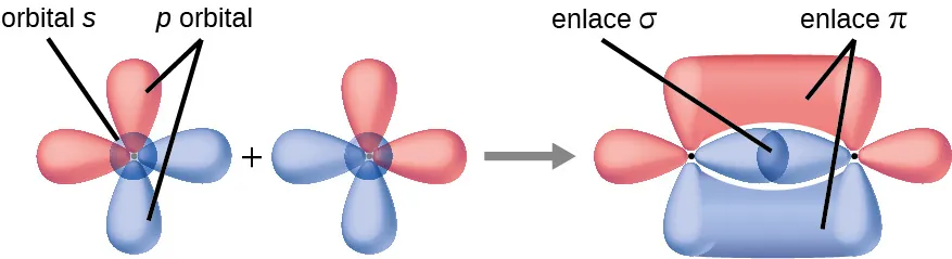 Esta figura muestra los orbitales de dos átomos que se suman al formar enlaces. Los dos átomos se muestran por separado a la derecha, cada uno de ellos con dos orbitales en forma de maní situados perpendicularmente entre sí. Una flecha hacia la derecha muestra que los dos se acercaron y ahora las porciones superior e inferior de los orbitales verticales en forma de maní se muestran como fusionados por encima y por debajo del plano de la molécula, mientras que los orbitales horizontales en forma de maní se superponen entre los dos núcleos.
