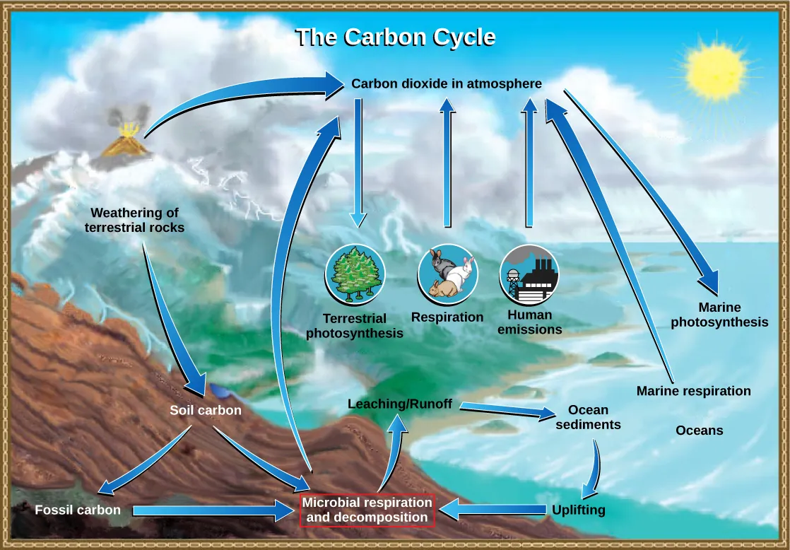 The illustration shows the carbon cycle. Carbon enters the atmosphere as carbon dioxide gas that is released from human emissions, respiration and decomposition, and volcanic emissions. Carbon dioxide is removed from the atmosphere by marine and terrestrial photosynthesis. Carbon from the weathering of rocks becomes soil carbon, which over time can become fossil carbon. Carbon enters the ocean from land via leaching and runoff. Uplifting of ocean sediments can return carbon to land.