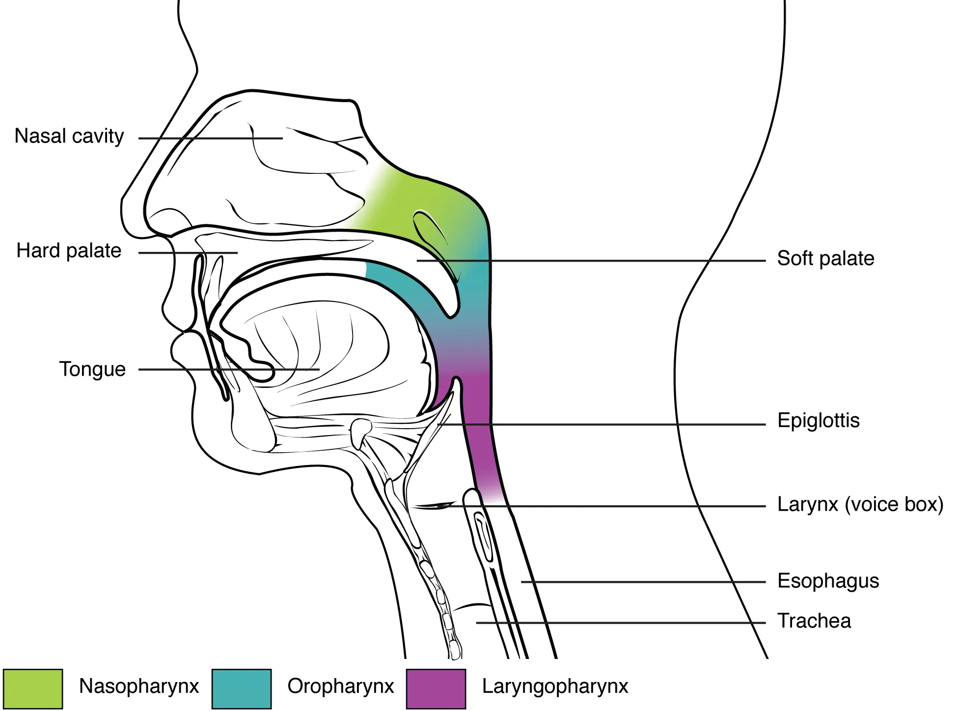 This figure shows the side view of the face. The different parts of the pharynx are color-coded and labeled.