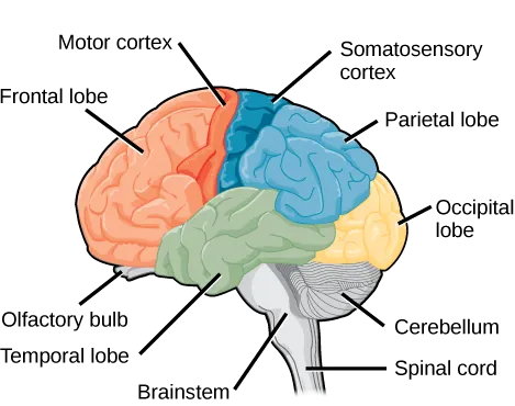Sagittal, or side view of the human brain shows the different lobes of the cerebral cortex. The frontal lobe is at the front center of the brain. The parietal lobe is at the top back part of the brain. The occipital lobe is at the back of the brain, and the temporal lobe is at the bottom center of the brain. The motor cortex is the back of the frontal lobe, and the olfactory bulb is the bottom part. The somatosensory cortex is the front part of the parietal lobe. The brainstem is beneath the temporal lobe, and the cerebellum is beneath the occipital lobe.
