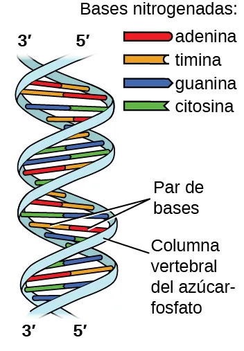 Se muestran dos imágenes. La primera se encuentra en la parte izquierda de la página y muestra una estructura helicoidal como una escalera de caracol en la que los peldaños de la escalera, marcados como "Par de bases", son barras emparejadas de color rojo, amarillo, verde y azul. Las barras rojas y amarillas, que siempre están emparejadas, están marcadas en la leyenda, titulada "Bases nitrogenadas", como "adenina" y "timina", respectivamente. Las barras azul y verde, que siempre están emparejadas, están marcadas en la leyenda como "guanina" y "citosina", respectivamente. En la parte superior de la estructura helicoidal, el carril de la izquierda, o "Azúcar, guion, columna vertebral de fosfato", está marcado como "3, primo", mientras que el de la derecha está marcado como "5, primo". Estas marcas se invierten en la parte inferior de la hélice. A la derecha de la página hay una gran estructura de Lewis. La esquina superior izquierda de esta estructura, marcada como "5, primo", muestra un átomo de fósforo con un enlace simple a tres átomos de oxígeno, uno de los cuales tiene una carga negativa en superíndice, y un doble enlace con un cuarto átomo de oxígeno. Uno de los átomos de oxígeno con enlace simple está unido a la esquina izquierda de un anillo de cinco miembros con un átomo de oxígeno en su punto superior y que está unido a un átomo de oxígeno en la parte inferior izquierda. Este átomo de oxígeno está unido de forma simple a un átomo de fósforo que tiene un enlace simple con otros dos átomos de hidrógeno y un doble enlace con un cuarto átomo de oxígeno. El inferior izquierdo de estos átomos de oxígeno tiene un enlace simple con otro átomo de oxígeno que tiene un enlace simple con un anillo de cinco miembros con un oxígeno en el sitio de unión superior. La parte inferior izquierda de este anillo lleva unido un grupo hidroxilo, mientras que el carbono superior derecho tiene un enlace simple con un átomo de nitrógeno que forma parte de un anillo de cinco miembros, enlazado a otro de seis. Ambos anillos tienen puntos de insaturación y átomos de nitrógeno unidos en sus estructuras. En el lado derecho del anillo de seis miembros hay dos grupos aminos de enlace simple y un oxígeno de doble enlace. Tres líneas punteadas separadas se extienden desde estos sitios hasta los sitios correspondientes en un segundo anillo de seis miembros. Este anillo tiene puntos de insaturación y un átomo de nitrógeno en la posición de enlace inferior derecha que tiene un enlace simple con un anillo de cinco miembros en el lado derecho de la imagen. Este anillo está unido a un carbono a su vez unido con enlace simple a un oxígeno que a su vez tiene un enlace simple con un fósforo. El fósforo tiene un enlace simple con otros dos átomos de oxígeno y un doble enlace con un cuarto átomo de oxígeno. Este grupo está marcado como "5, primo". El anillo de cinco miembros también está enlazado en la parte superior a un oxígeno a su vez enlazado con un fósforo que tiene un enlace simple con otros dos átomos de oxígeno y un doble enlace con un cuarto átomo de oxígeno. El oxígeno superior izquierdo de este grupo tiene un enlace simple con un carbono que a su vez tiene un enlace simple con un anillo de cinco miembros con un oxígeno en la posición de enlace inferior. Este anillo tiene un grupo hidroxilo en su parte superior derecha que está marcado como "3, primo" y está enlazado por el lado izquierdo a un nitrógeno que es miembro de un anillo de cinco miembros. Este anillo está unido a un anillo de seis miembros y ambos tienen puntos de insaturación. Este anillo tiene un nitrógeno en el lado izquierdo, así como un grupo amina, que tienen dos líneas de puntos que van desde ellos a un oxígeno y un grupo amina en un anillo de seis miembros. Estas líneas punteadas se denominan "Enlaces de hidrógeno". El anillo de seis miembros también tiene un oxígeno de doble enlace en su lado inferior y un átomo de nitrógeno en su lado izquierdo que tiene un enlace simple con un anillo de cinco miembros. Este anillo se conecta a los dos grupos de fosfato mencionados al principio para formar un gran círculo. El nombre "guanina" está escrito en la parte inferior izquierda de esta imagen, mientras que el nombre "citosina" está escrito en la parte inferior derecha. El nombre "timina" está escrito encima de la parte derecha de la imagen y "adenina" está escrito en la parte superior derecha. Debajo de las imágenes se indican tres secciones en las que la izquierda está marcada como "Azúcar, guion, columna vertebral de fosfato", la del medio como "Bases" y la de la derecha como "Azúcar, guion, columna vertebral de fosfato".
