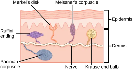 Illustration shows the location of various mechanoreceptors in a cross section of the epidermis and dermis. A nerve runs along the middle of the dermis, and all the mechanoreceptors are connected to it. Ruffini endings, Merkel’s disks, and Meissners corpuscles are all located in the upper dermis above the nerve. Ruffini endings are bulbous, horizontal mechanoreceptors located in the middle of the upper dermis. Meissners corpuscles are bulbous, vertical mechanoreceptors that touch the bottom of the epidermis. Merkels disks have finger-like projections that also touch the bottom of the epidermis. The last type of mechanoreceptor, Pacini corpuscles, are oval mechanoreceptors located in the lower dermis.