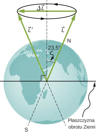 Figura przedstawia obraz Ziemi. Płaszczyzna orbity Ziemi jest pokazana jako linia pozioma na równiku. Oś północ–południe jest odchylona od pionu o kąt 23,5 stopnia. Wektory, L i L prim, nachylone pod kątem 23.5 do pionu są zaczepione w środku Ziemi. Wektor L przechodzi przez biegun północny Ziemi. Groty wektorów dotykają obwodu koła, które, jeśli patrzymy z góry obraca się w kierunku przeciwnym do ruchu wskazówek zegara. Wektor delta L jest skierowany w lewo, wzdłuż średnicy koła.