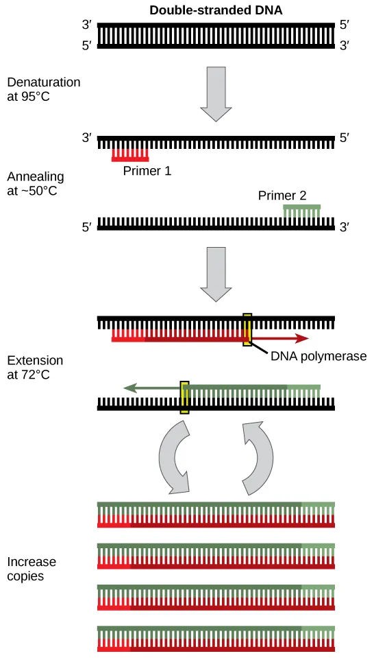 Figure showing PCR in 4 steps. First, the double strand of DNA is denatured at 95 degrees Celsius to separate the strands. The 2 strands are then annealed at approximately 50 degrees Celsius using primers. DNA polymerase then extends the new strands at 72 degrees Celsius. The fourth step shows that this procedure takes place many times, resulting in an increase in copies of the original DNA.