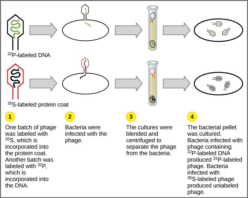Illustration shows bacteria being infected by phage labeled with ^{35}S, which is incorporated into the protein coat, or ^{32}P, which is incorporated into the DNA. Infected bacteria were separated from phage by centrifugation and cultured. The bacteria that had been infected with phage containing ^{32}P-labeled DNA made radioactive phage. The bacteria that had been infected with ^{35}S-labeled phage produced unlabeled phage. The results support the hypothesis that DNA, and not protein, is the genetic material.