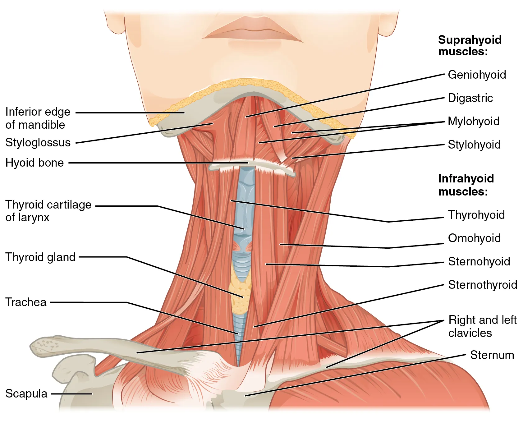This figure shows the front view of a person’s neck with the major muscle groups labeled.