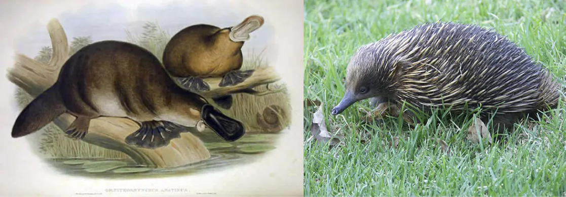 The illustration on the left shows two short-haired platypus with webbed feet, flat tails, and a flat snout. The photo on the right shows an echidna with a long fleshy snout and a body covered in coarse hair and spines.