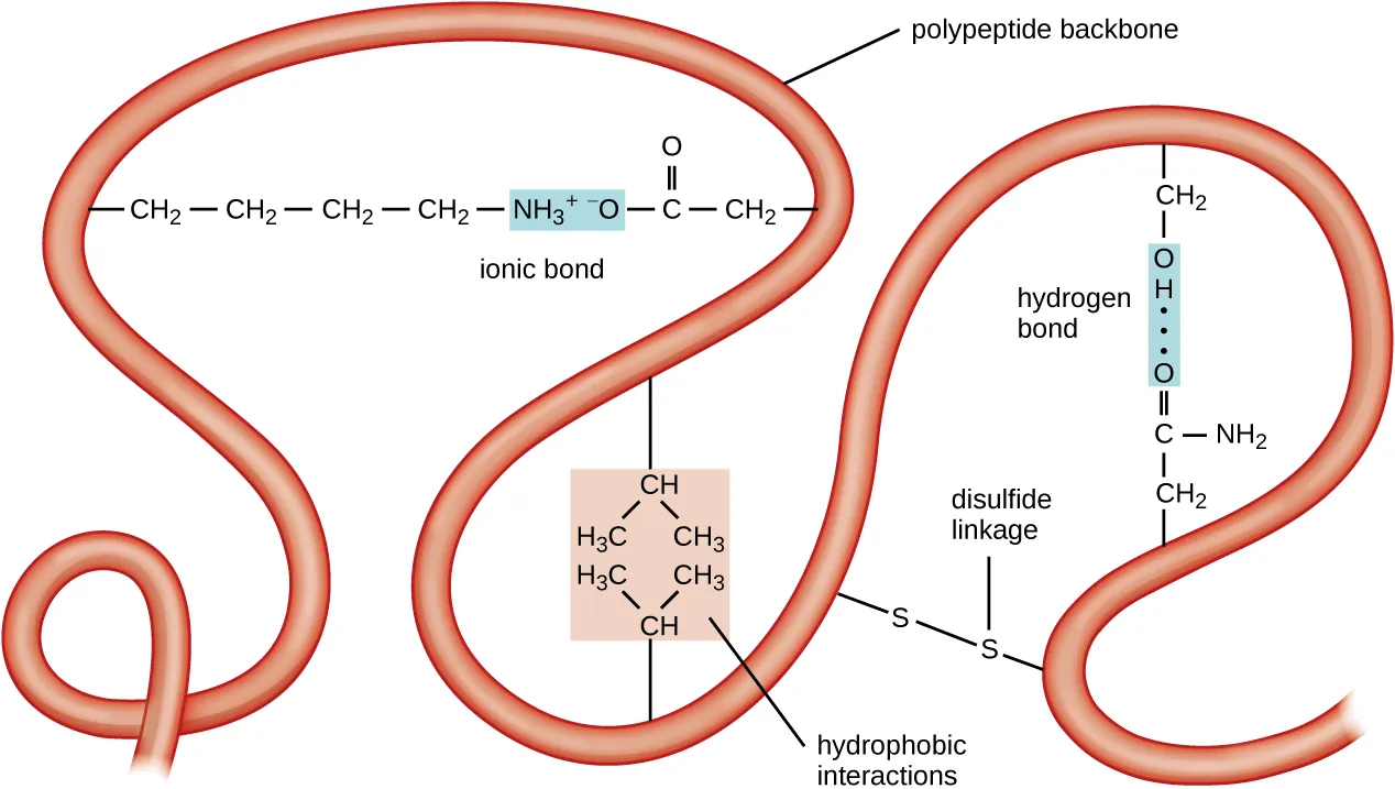 A long ribbon labeled polypeptide backbone. Loops of the ribbon are held in place by various types of chemical reactions. An ionic bond is then a positively charged amino acid and a negatively charged amino acid are attracted to each other. Hydrophobic interactions are when hydrophobic amino acids (containing only carbons and hydrogens) are clustered together. A disulfide linkage is when a sulfur of one amino acid is covalently bound to the sulfur of another amino acid. A hydrogen bond is when two polar amino acids are attracted to each other.
