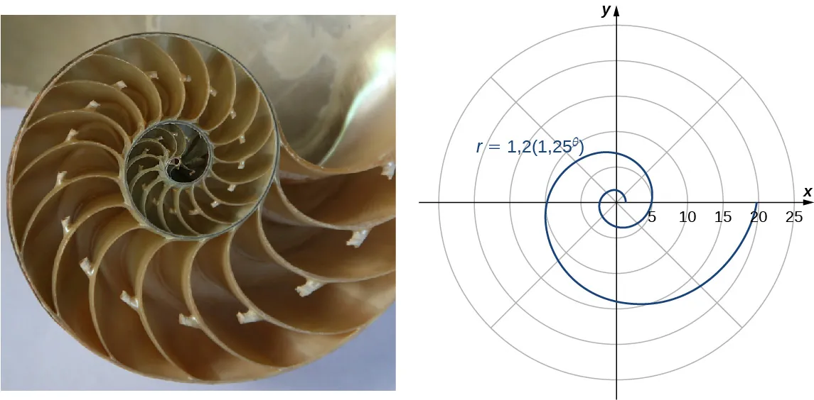 Aquí se muestran dos figuras. La primera es una concha con muchas cámaras que aumentan de tamaño desde el centro hacia fuera. La segunda es una espiral con ecuación r = 1,2(1,25θ).