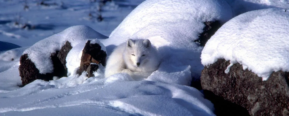 Photo shows a white arctic fox that blends in with the snow.