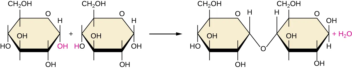 A diagram showing dehydration synthesis. On the left are two glucose molecules. The OH attached to carbon 1 in the first molecule is red; as is the H attached to the O on carbon 4 in the second molecule. An arrow indicates points to a new molecule that is missing the red OH and H from the previous image. In their place, the O that was attached to the H on carbon 4 is now also attached to carbon 1 of the other molecule.