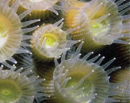 The underwater photo shows coral polyps. Polyps are cup-shaped and have tentacles extending from the edge of the cup.