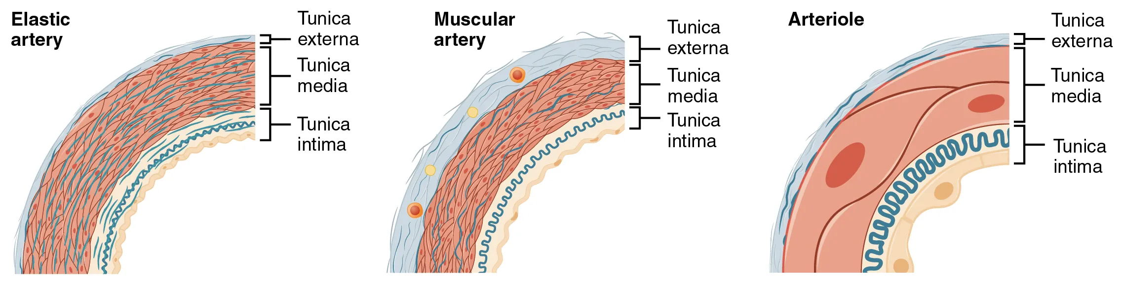 The left panel shows the cross-section of an elastic artery, the middle panel shows the cross section of a muscular artery, and the right panel shows the cross-section of an arteriole.