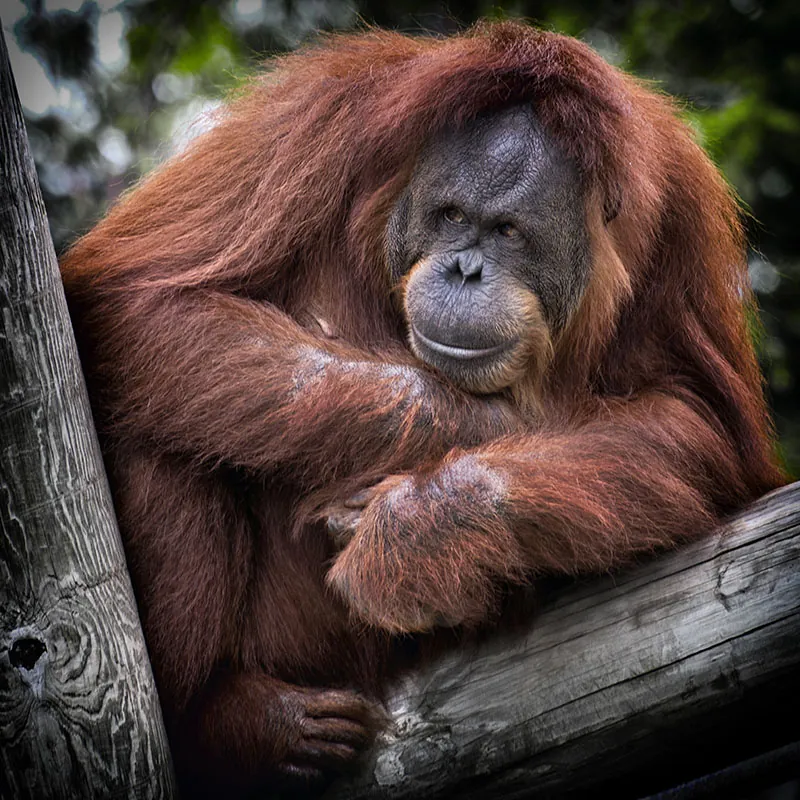 Orangutan sitting in the crook of a wooden platform.