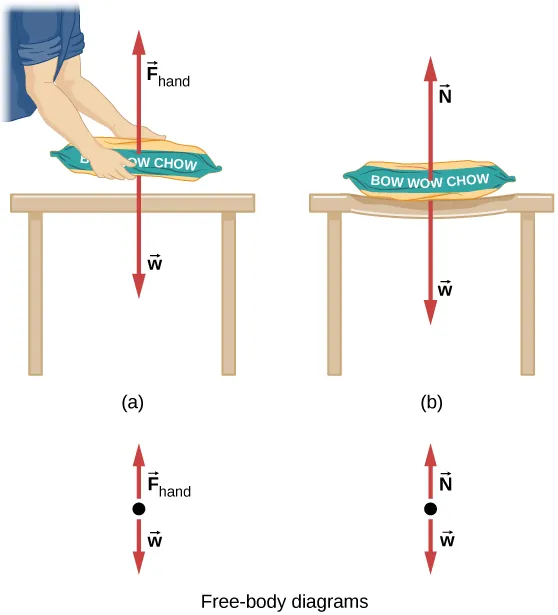 Figure a shows a person holding a bag of dog food just above a table. Force F subscript hand points up and force w points down. These are also shown in a free body diagram. Figure b shows the bag placed on the table, which sags with the weight. Force N points up and w points down. These are also shown in a free body diagram.