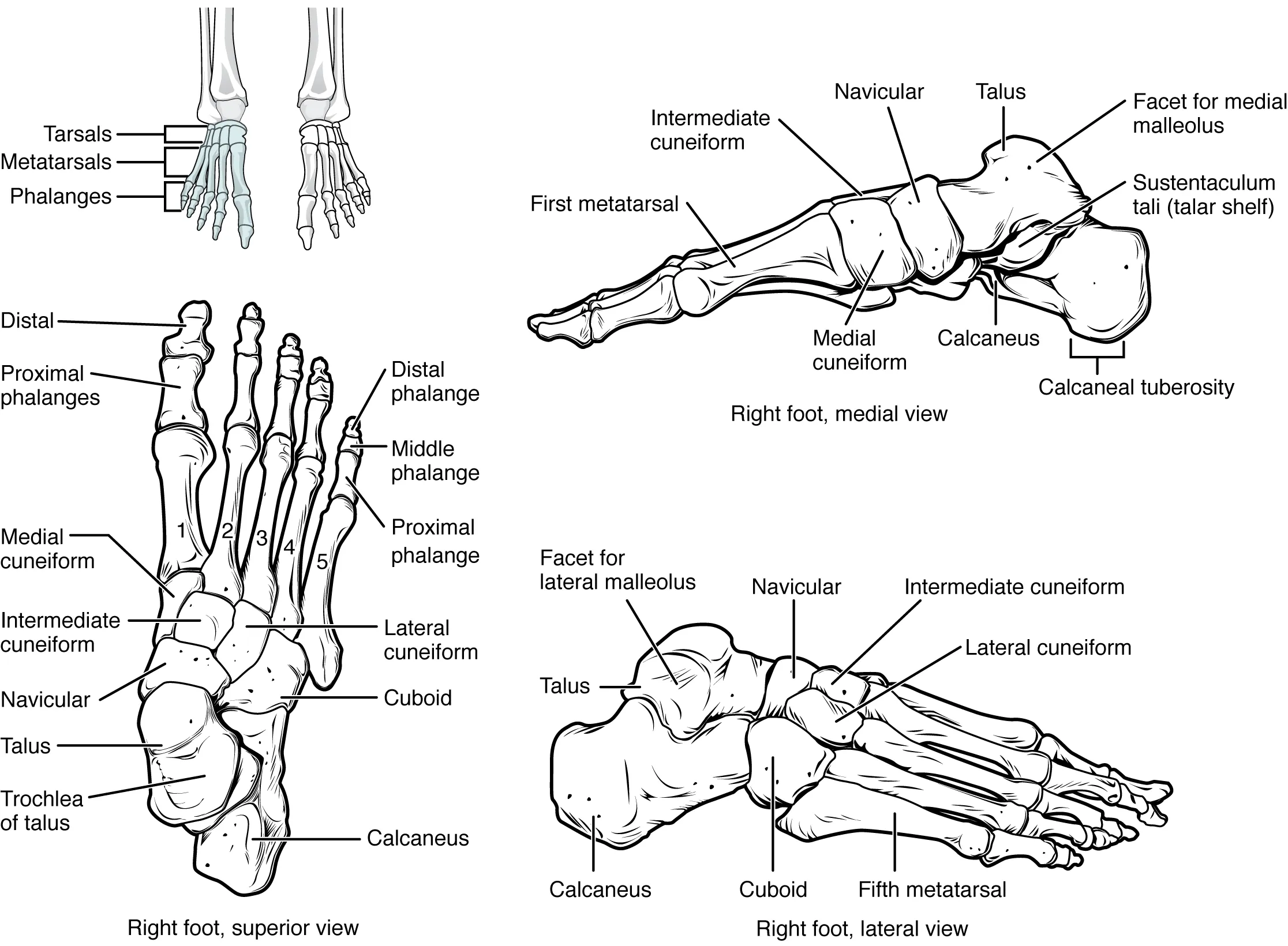 This figure shows the bones of the foot. The left panel shows the superior view, the top right panel shows the medial view, and the bottom right panel shows the lateral view.