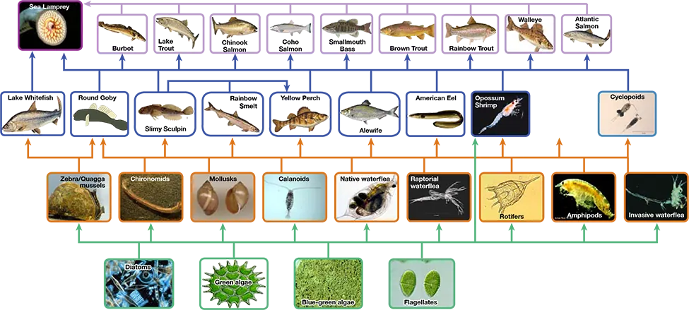  The bottom level of the illustration shows primary producers, which include diatoms, green algae, blue-green algae, flagellates, and rotifers. The next level includes the primary consumers that eat primary producers. These include calanoids, waterfleas, and cyclopoids, rotifers and amphipods. The shrimp also eats primary producers. Primary consumers are in turn eaten by secondary consumers, which are typically small fish. The small fish are eaten by larger fish, the tertiary, or apex consumers. The yellow perch, a secondary consumer, eats small fish within its own trophic level. All fish are eaten by the sea lamprey. Thus, the food web is complex with interwoven layers.