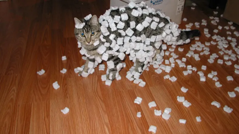 A photograph of a cat covered with Styrofoam peanuts
