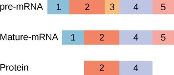 Figure showing pre-mRNA containing sections 1 through 5, mature mRNA containing sections 1, 2, 4, and 5, and protein containing sections 2 and 4