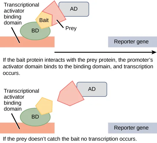 In two-hybrid screening, the binding domain of a transcription factor is separated from the activator domain. A bait protein is attached to the DNA-binding domain of a transcription factor, and a prey protein is attached to the activator domain. If the prey catches the bait (in other words, binds to it), transcription of a reporter gene occurs. If the prey does not catch the bait, no transcription occurs. Scientists use this transcriptional activation to determine if interaction between the bait and prey has occurred.