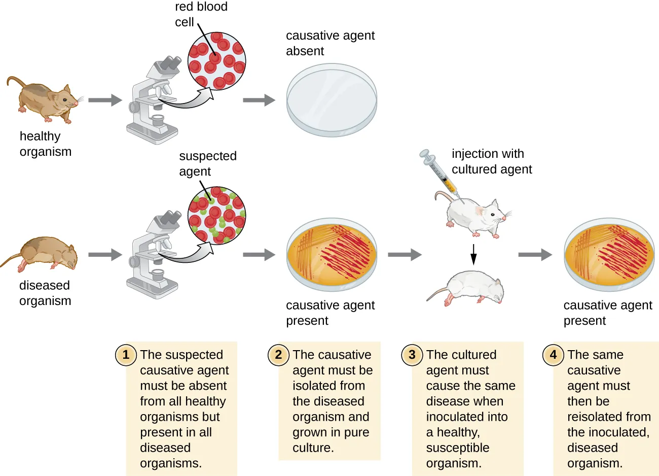 A diagram Koch’s postulates. 1 – The suspected causative agent must be absent from all healthy organisms but present in all diseased organisms. This is demonstrated by looking at slides under a microscope from a sick mouse and seeing the suspected agent. A slide from a healthy mouse only shows healthy red blood cells. 2 – The causative agent must be isolated from the diseased organism and grown in pure culture. This is demonstrated by showing grown on a petri plate from the sick mouse and no growth from the healthy mouse.  3 – The cultured agend must cause the same disease when inoculated into a healthy, susceptible organism. This is demonstrated by injecting a healthy mouse with the cultured agent and having that mouse get sick. 4 – The same causative agent must then be reisolated from the inoculated diseased organism. This is demonstrated by a petri plate from this last mouse showing growth of the causative agent.
