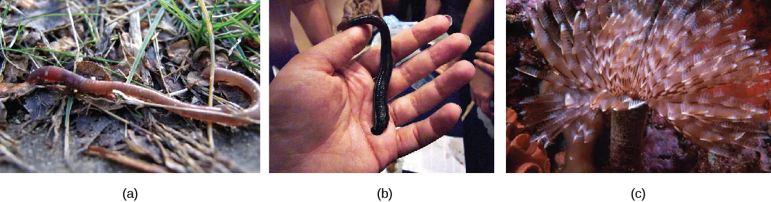 Part a shows an earthworm, and part b shows a large leech trying to latch onto a persons hand. Part c shows a worm on that is anchored to the ocean floor. Featherlike appendages extend from the tube like body.