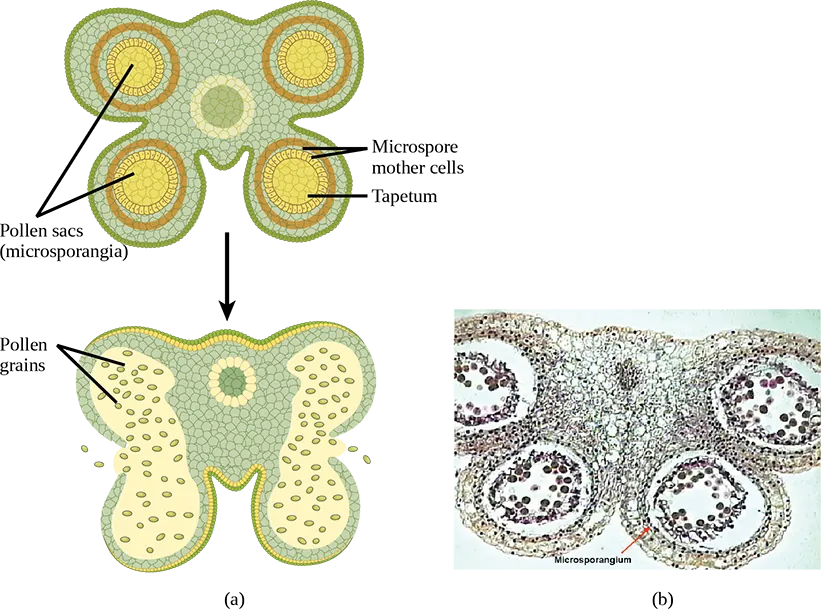 Illustration A shows cross section of an anther, which has four lobes each containing a pollen sac, or microsporangium. Inside the pollen sac is a layer called the tapetum, and within this ring are the microspore mother cells. As the microsporangium matures, two pollen sacs merge and an opening forms between them so that the pollen can be released. Micrographs in part B show pollen sacs with a visible opening between them. b: A micrograph of an immature lily anther shows four pollen sacs containing pollen grains.