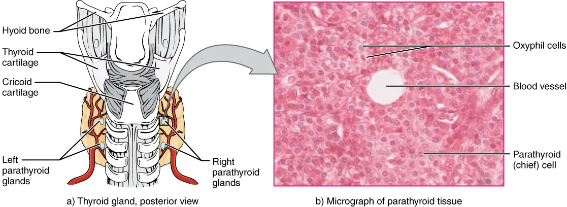 Part A of this diagram shows the four, small, disc-shaped parathyroid glands embedded in the posterior surface of the thyroid gland. Part B shows a micrograph of parathyroid tissue. The tissue is largely composed of cube-shaped chief cells encircling a central blood vessel. A few larger and darker-staining oxyphil cells are embedded within the many chief cells.